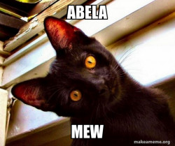 Overly Attached Cat