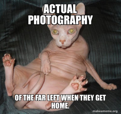 Hairless Cat
