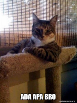 The Most Interesting Cat in the World