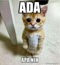 Cute Cat Standing ok