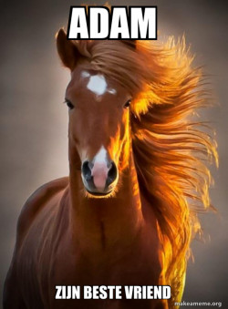 Ridiculously photogenic horse