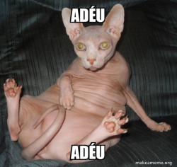 Hairless Cat