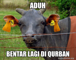 Hairless Cow