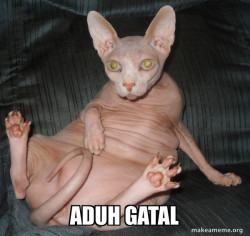 Hairless Cat