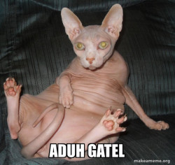 Hairless Cat