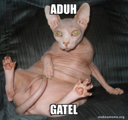 Hairless Cat
