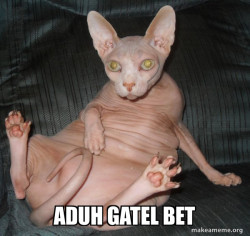 Hairless Cat