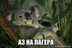 Laid Back Koala