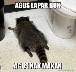 Drunk Raccoon
