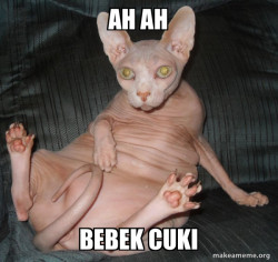 Hairless Cat
