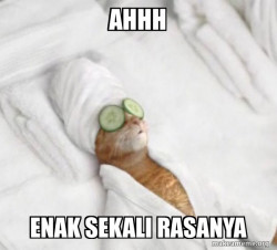 Pampered Cat Meme