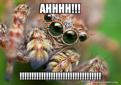 Hipster Spider