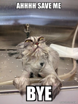 Cat Bath Returns