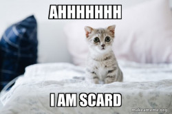 Cute Kitten