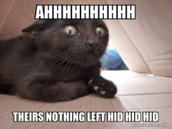 Schitzo Cat