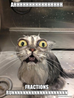 Cat bath