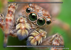 Hipster Spider