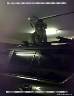 Drop Bear