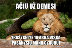 Contemplative Lion