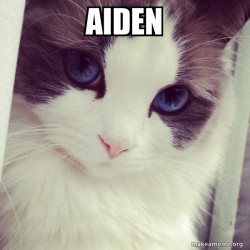Ridiculously Photogenic Cat