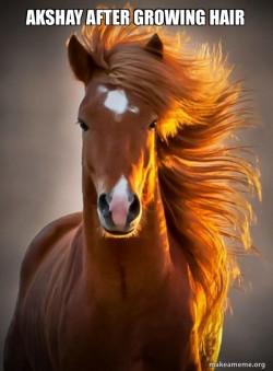 Ridiculously photogenic horse