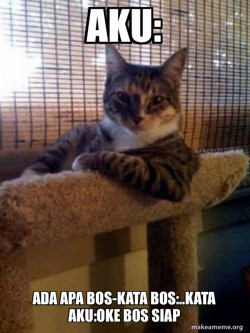 The Most Interesting Cat in the World