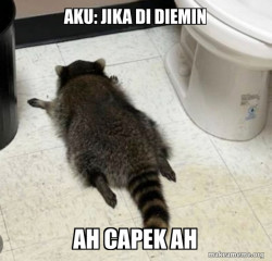 Drunk Raccoon