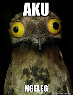 Weird Stuff I do Potoo