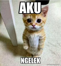 Cute Cat Standing