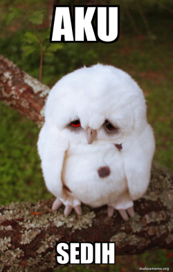Sad Owl