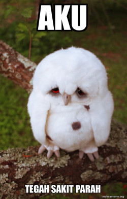 Sad Owl