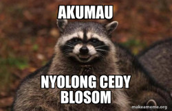 Evil Plotting Raccoon