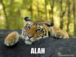 Confession Tiger