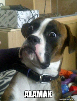 Skeptical Dog