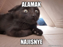 Schitzo Cat
