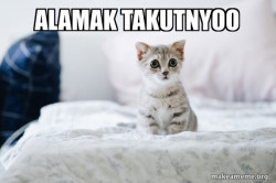 Cute Kitten