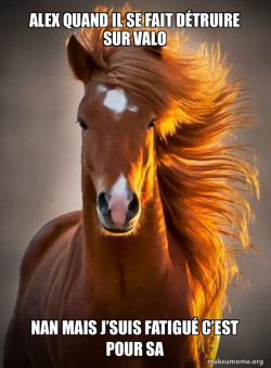 Ridiculously photogenic horse