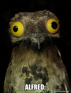 Weird Stuff I do Potoo
