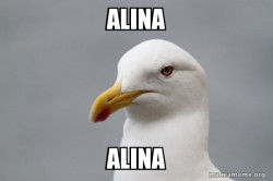 Stuff That Didn't Happen Seagull