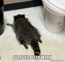 Drunk Raccoon