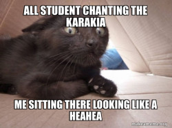 Schitzo Cat