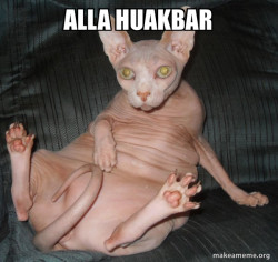 Hairless Cat