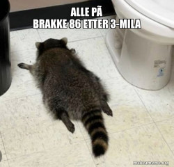 Drunk Raccoon