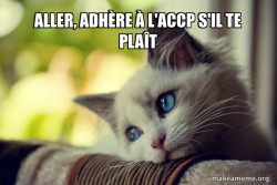 First World Cat Problems