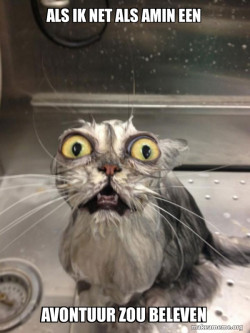 Cat bath
