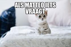 Cute Kitten