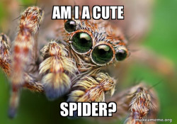 Hipster Spider