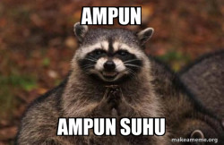 Evil Plotting Raccoon