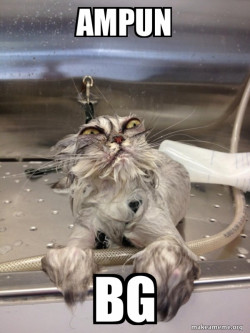 Cat Bath Returns