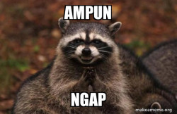 Evil Plotting Raccoon